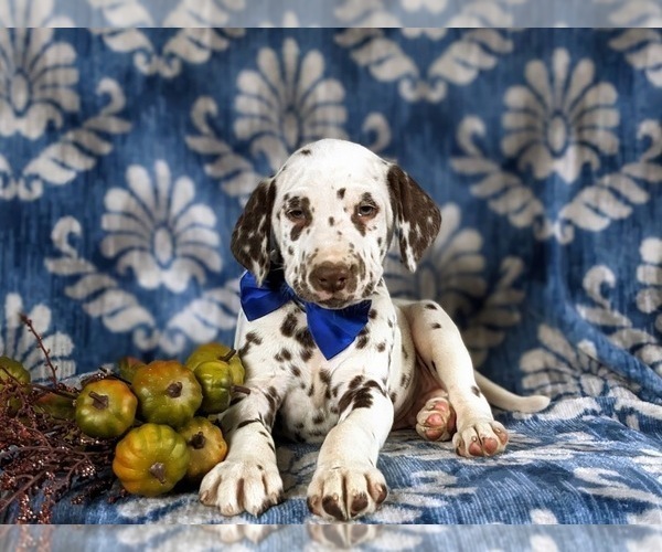 Medium Photo #6 Dalmatian Puppy For Sale in QUARRYVILLE, PA, USA