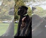 Small #13 Cane Corso