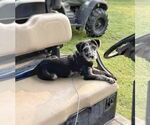 Small Photo #14 Border-Aussie Puppy For Sale in Fultonham, NY, USA