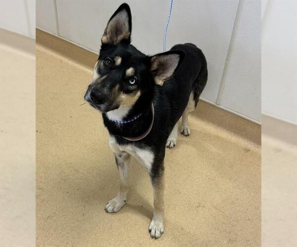 Medium Photo #1 German Shepherd Dog-Siberian Husky Mix Puppy For Sale in Placerville, CA, USA