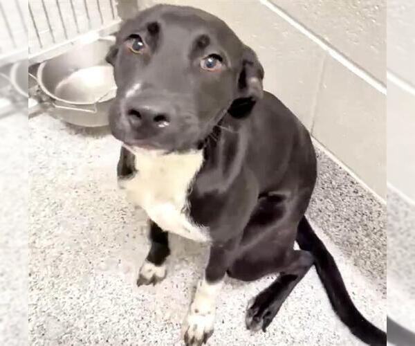 Medium Photo #3 Labrador Retriever-Unknown Mix Puppy For Sale in Houston, TX, USA