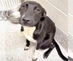 Small #2 Labrador Retriever Mix