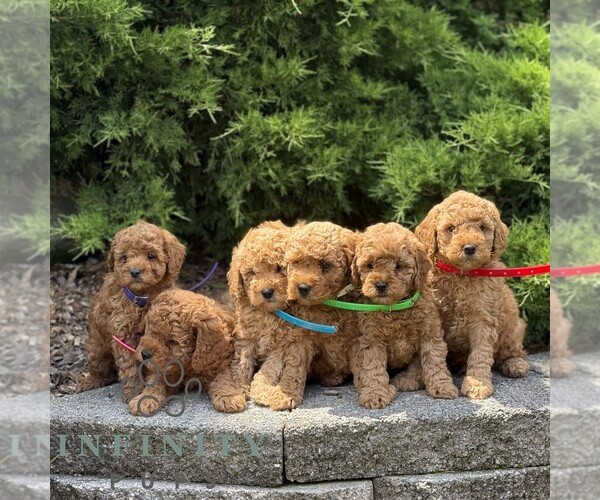 Medium Photo #4 Goldendoodle (Miniature) Puppy For Sale in KINZERS, PA, USA