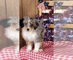 Small Photo #28 Bernedoodle (Miniature) Puppy For Sale in BLACK FOREST, CO, USA