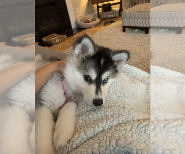 Medium Photo #4 Pomsky Puppy For Sale in CARY, NC, USA
