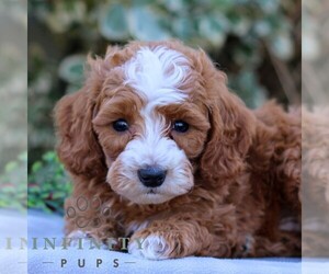 Goldendoodle (Miniature) Puppy for sale in EAST EARL, PA, USA
