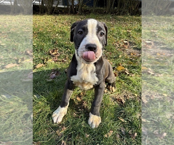 Medium Photo #3 American Pit Bull Terrier Puppy For Sale in BROCKTON, MA, USA