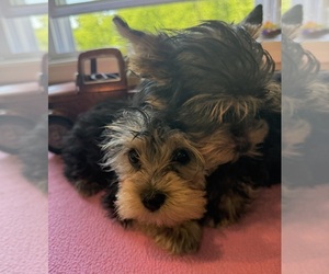 Yorkshire Terrier Litter for sale in BENNINGTON, IN, USA