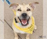 Brandice - Female Retriever -Unknown Mix Dog for Adoption - Small photo