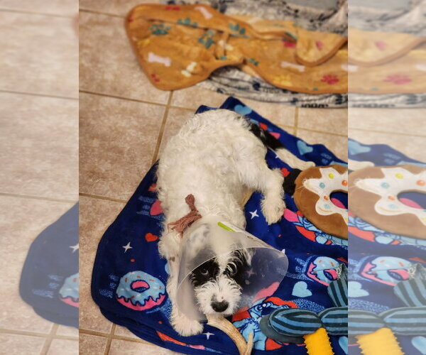 Medium Photo #4 Mutt Puppy For Sale in Grafton, WI, USA