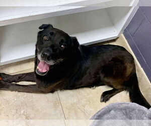 Apple - Female Labrador Retriever-Unknown Mix Dog for Adoption - Photo #8