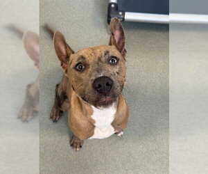 Catahoula Leopard Dog-Unknown Mix Dogs for adoption in Fayetteville, NC, USA