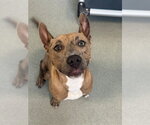 Small Catahoula Leopard Dog Mix
