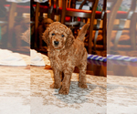 Small Photo #30 Goldendoodle Puppy For Sale in SAINT CLAIR SHORES, MI, USA