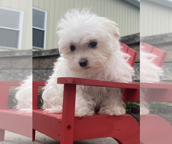 Medium Photo #2 Maltese Puppy For Sale in CANOGA, NY, USA