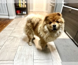 Mother of the Chow Chow puppies born on 02/25/2026