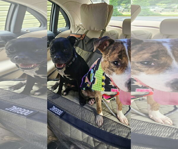 Medium Photo #4 Staffordshire Bull Terrier-Unknown Mix Puppy For Sale in Greensboro, NC, USA