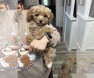 Doodle-Goldendoodle Mix Puppy for sale in EAST SPARTA, OH, USA