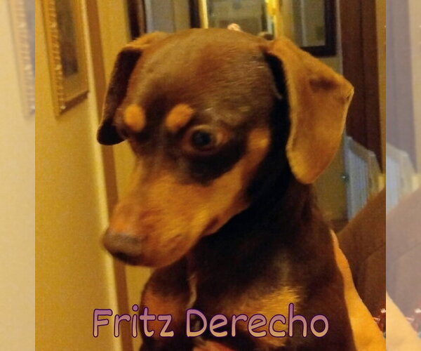 Medium Photo #12 Dachshund Puppy For Sale in San Antonio, TX, USA