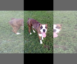 Boxer Puppy for sale in BARDSTOWN, KY, USA