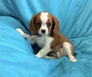 Cavalier King Charles Spaniel Puppy for sale in THORP, WI, USA