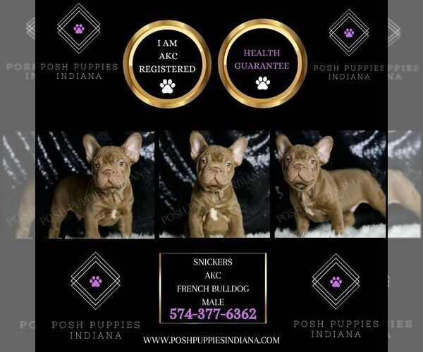 Medium Photo #4 French Bulldog Puppy For Sale in WARSAW, IN, USA