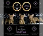 Small Photo #63 French Bulldog Puppy For Sale in WARSAW, IN, USA