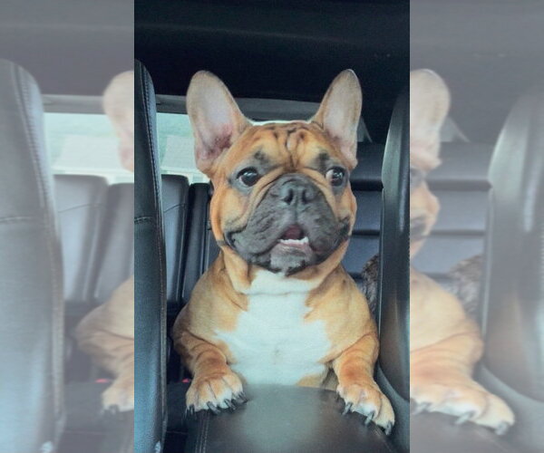 Medium Photo #6 French Bulldog Puppy For Sale in Brights Grove, Ontario, Canada