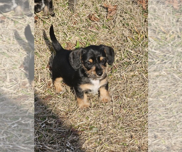 Medium Photo #1 Dorkie Puppy For Sale in WASHINGTON, GA, USA