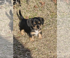 Dorkie Puppy for sale in WASHINGTON, GA, USA