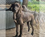 Small #1 Mutt