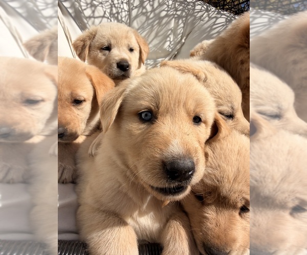 Medium Photo #13 Goberian-Labrador Retriever Mix Puppy For Sale in LA CENTER, WA, USA
