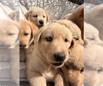 Litter of 8 - Male(s) and Female(s) Goberian-Labrador Retriever MixLitter of Puppies for Sale - Photo #13