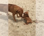 Small Photo #59 Rhodesian Ridgeback Puppy For Sale in MORONGO VALLEY, CA, USA