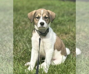 Jack Russell Terrier-Unknown Mix Dogs for adoption in Mechanicsburg, PA, USA