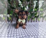Image preview for Ad Listing. Nickname: Baxter