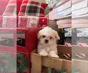 Maltipoo (Miniature) Puppy for sale in CHICAGO, IL, USA
