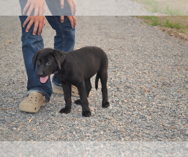 Medium Photo #2 Labrador Retriever Puppy For Sale in GREENWOOD, WI, USA