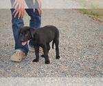 Small #1 Labrador Retriever