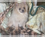Small Photo #2 Pomeranian Puppy For Sale in HAMDEN, CT, USA