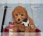 Small Photo #12 Poodle (Toy) Puppy For Sale in SANGER, TX, USA