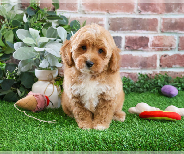 Medium Photo #2 Goldendoodle mix (+ Poodle Miniature) Puppy For Sale in SYRACUSE, IN, USA