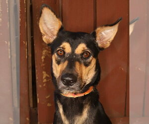 Mutt Dogs for adoption in Oakland Park, FL, USA