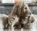 Small Photo #7 Goldendoodle Puppy For Sale in GR BLANC, MI, USA