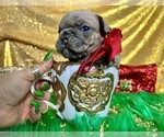 Small Photo #92 French Bulldog Puppy For Sale in HAYWARD, CA, USA