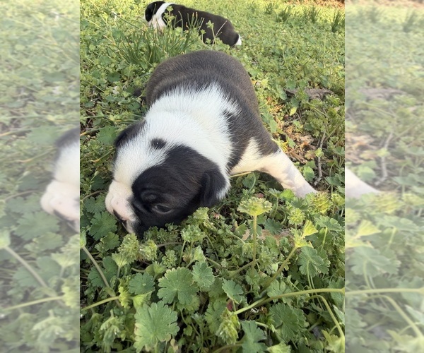 Medium Photo #5 Boston Terrier Puppy For Sale in FREDONIA, KS, USA