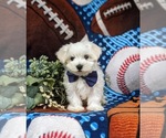 Small Photo #5 Maltese Puppy For Sale in QUARRYVILLE, PA, USA