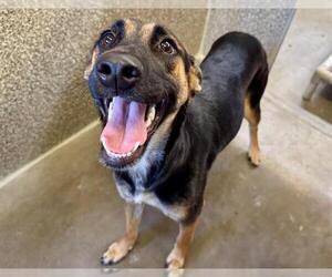German Shepherd Dog-Unknown Mix Dogs for adoption in Santa Rosa, CA, USA