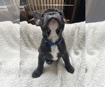 Small Photo #58 French Bulldog Puppy For Sale in NEWARK, NJ, USA
