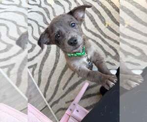 Cairn Terrier-Unknown Mix Dogs for adoption in Oakhurst, NJ, USA
